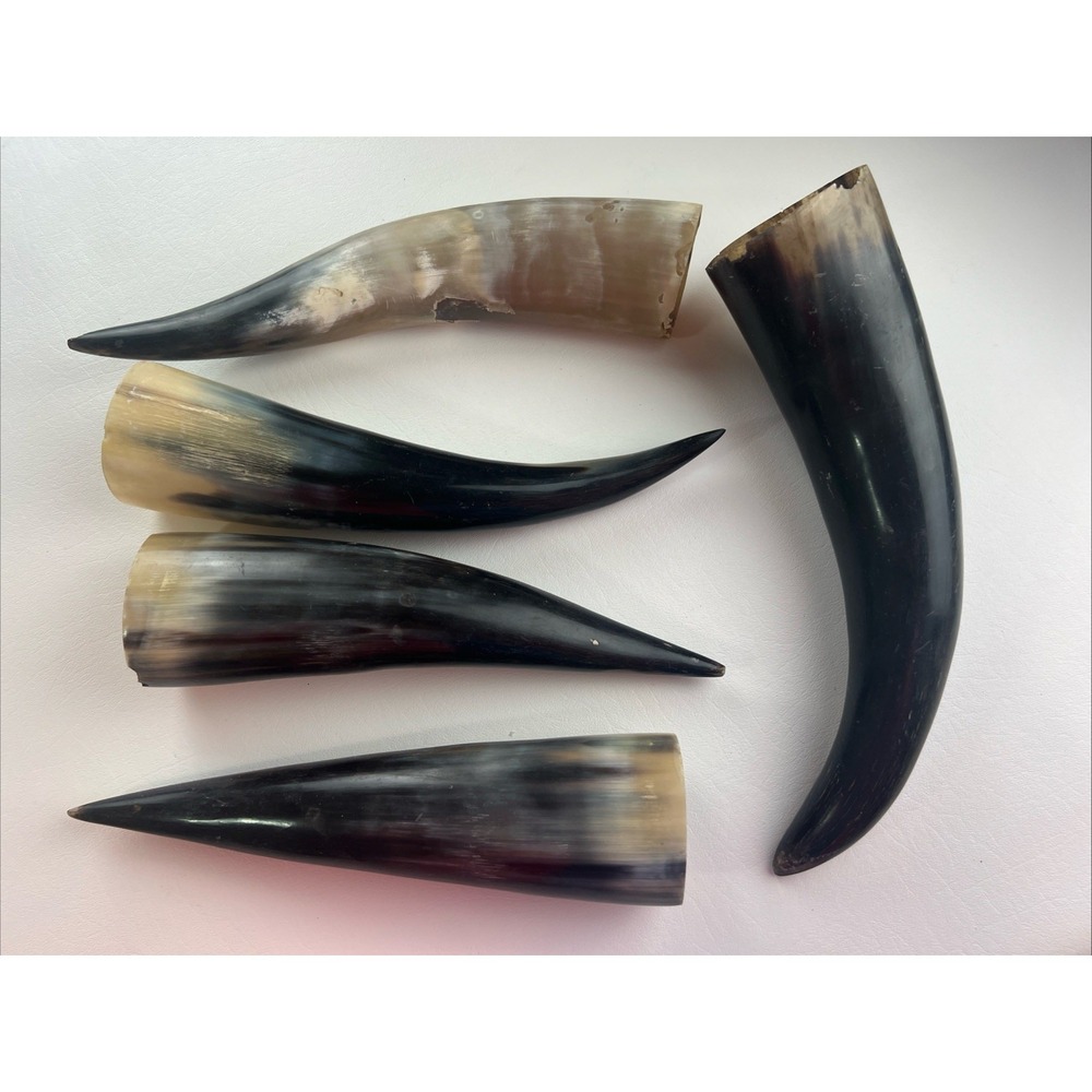 5 Polished Cow Horns Natural colored Longest Is 12 in.